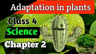 Class 4 Science Chapter 2 Adaptation in plants Adaptation in plant hindi and englishPlants habitat [upl. by Luhar]