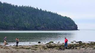 Timelapse of incoming tide at Point Wolfe Bay of Fundy National Park [upl. by Kemp]