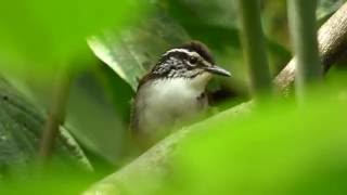 White breasted Wood Wren Henicorhina leucosticta  Cucarachero Pechiblanco Hotel Tinamu Manizales [upl. by Hudnut]