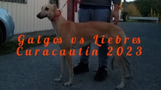 Galgos vs Liebres Curacautín Chile 2023 para que 500 galgos [upl. by Kelila577]