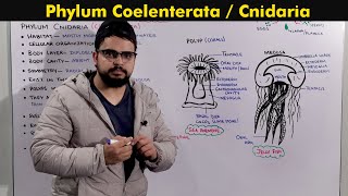 Phylum Cnidaria Coelenterata General characteristics [upl. by Annirac]