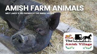 Meet the Animals at The Amish Village [upl. by Yelak]