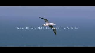 Black Browed Albatross and Gannet  Bempton Cliffs Yorkshire [upl. by Brittaney268]