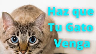 📣 Sonidos Para que tu Gato Venga  Maullidos y Purrs Para Atraer a Tu Gato Cuando Se Esconda 🐈 [upl. by Laerdna]