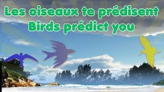 Que vous prédisent les oiseaux qui croisent votre route plusieurs fois   1 [upl. by Eelidnarb]