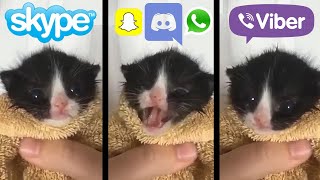 Kitten Meows but Social Media ringtones [upl. by Navonoj90]