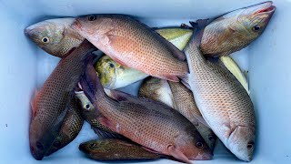 MANGROVE SNAPPER FISHING [upl. by Bugbee]