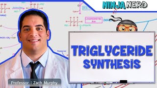 Metabolism  Triglyceride Synthesis [upl. by Law]