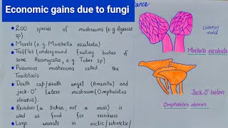 Economic gains due to fungi  Commercial Importance of fungi  class 11 [upl. by Macguiness]