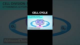 Cell cycleMitosisMeiosisBiology yt shortsfeed bio why fy youtuber [upl. by Millur56]