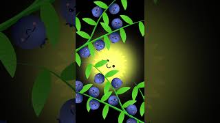 Watch Blueberries Ripen in Sunshine 🌞🫐✨ Soothing Baby Sensory Video friendlysensory [upl. by Ornas570]