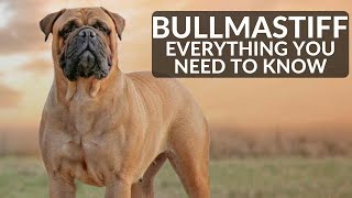 Bullmastiff 101  Everything You Need To Know About Owning A Mastiff Puppy [upl. by Schoof13]