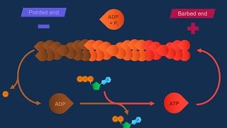 Actina e specializzazioni della membrana [upl. by Labannah]