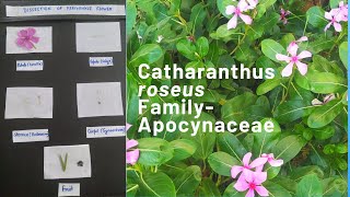 Catharanthus roseus Vinca roseaFamilyApocynaceaeMadagascar Periwinkleflower dissection [upl. by Aneetsirk]