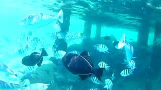 Best of Embudu Village snorkeling Maldives [upl. by Notna]