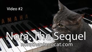 Nora The Piano Cat The Sequel  Better than the original [upl. by Siro]