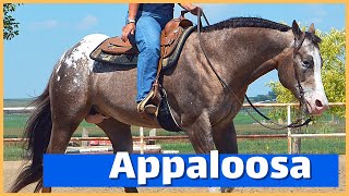 About The Appaloosa Horse  DiscoverTheHorse [upl. by Cantu]