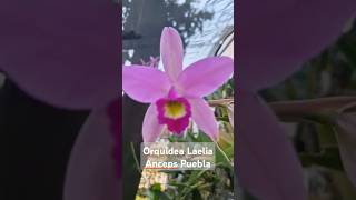 Orquidea Laelia Anceps del estado de puebla mira su cultivo flores cultivodeorquideas orquideas [upl. by Naenaj]