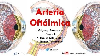 Anatomía  Arteria Oftálmica y Circuitos del Ojo Origen Trayecto Ramas Colaterales y Terminales [upl. by Rudolf]