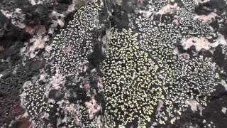 The Arctic Ecosystem Lichens  Nunavut Canada [upl. by Tory499]