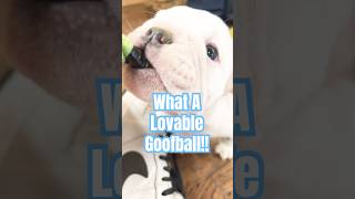 What a lovable goofball bulldog englishbulldog cute trending viral cute gracelandkennel [upl. by Meerak]