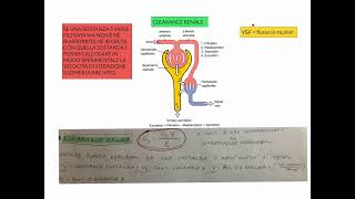 CORSO DI FISIOLOGIA UMANA  LEZIONE 45 DI 81  FISIOLOGIA RENALE  PARTE 2 [upl. by Aihsenad]