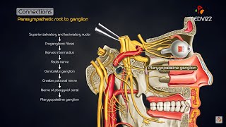 Pterygopalatine ganglion  Head and neck animated gross anatomy [upl. by Aisetra393]