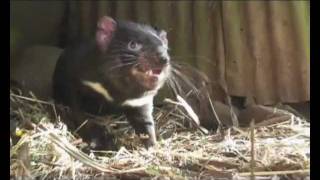 Tasmanian devil growls [upl. by Brockwell352]