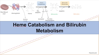 Heme Catabolism and Degradation Pathway  Biochemistry Lesson [upl. by Yoccm961]