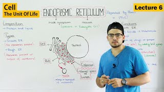 Endoplasmic Reticulum structure and functions  Video 6 [upl. by Inasah]