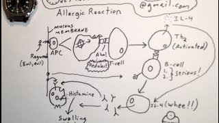 How Allergies Develop  One Minute Medical School [upl. by Enelie]