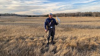 Raising training and hunting a goshawk [upl. by Onitnatsnoc]