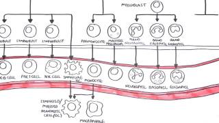 Haematopoesis and Myeloproliferative Disorder  Overview [upl. by Dewar]