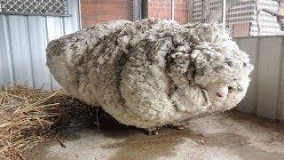 Hikers Saw That This Neglected Sheep Could Barely Stand So A Shelter Begged For Experts To Save Him [upl. by Ecinaej]