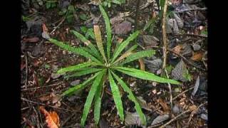 Triphyophyllum peltatum the clandestine carnivorous plant [upl. by Metts]