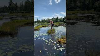 The Floor Is Lava Challenge On A Floating Bog shorts [upl. by Drahcir613]