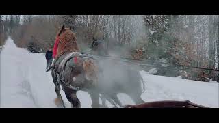 Caii din Bucovina Straja Romanian horses [upl. by Weisman]