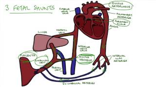 Understanding Fetal Circulation [upl. by Ahsienad]