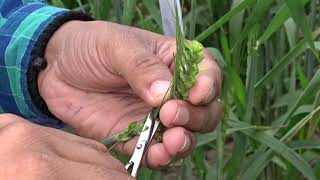 Hybridization Crossing technique Emasculation amp Pollination in wheat Triticum aestivum [upl. by Ytte]