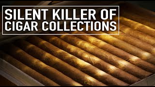 The Silent Killer of Cigar Collections [upl. by Jaco]