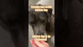 Hairless Dog to be Euthanized Rare Peruvian Inca Orchid Dog Mix 👍Needs a Chance 👍 [upl. by Zoila]