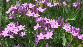 Bach Flower Remedies  Centaury [upl. by Amisoc]