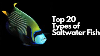 Top 20 Types of Saltwater Fish 🐠 Most Popular Saltwater Fish [upl. by Cortney]