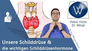 Unsere Schilddrüse Die wichtige Rolle der Schilddrüsenhormone T3 amp T4 für unsere Gesundheit [upl. by Alyl]