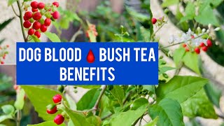 Health Benefits of DOG BLOOD BUSH TEA  Fight YEAST INFECTION  INCREASE FERTILITY  More [upl. by Ennoryt]