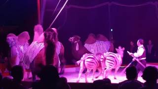 Andy Ortmann und seine Große Exoten Show im 2Hallenser Weihnachtscircus 201617 [upl. by Serena205]