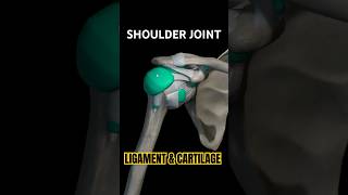 Shoulder joint ligaments and cartilage ligaments radiologycareer cartilage shoulder trending [upl. by Mcknight]