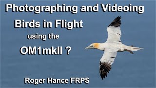 How difficult is it to Video Birds in Flight with the OM1mkII and the 150400mm Lens [upl. by Elbag]