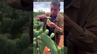 Cactus Fruit Harvesting  shortvideo [upl. by Ynottirb]