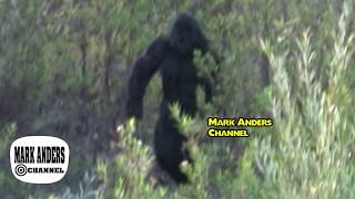 Bigfoot Caught On Tape [upl. by Llertram]